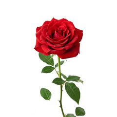 Fototapeta premium Single red rose with dew drops isolated on white background