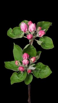 Macro time lapse apple tree branch blooming on pure black background