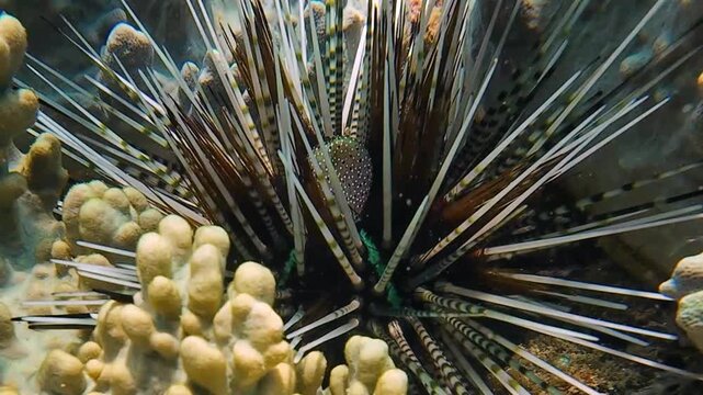 Underwater footage of a Banded sea urchin closeup (Echinothrix calamaris) on a coral reef in Nha Trang, Vietnam, Shows unique marine behavior and reef life interaction.