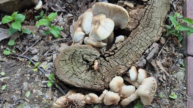 Cream-colored mushrooms with cracked, scaly caps sprout from a weathered, decaying tree stump. Small green plants and dry leaves surround the cluster in a natural forest setting.