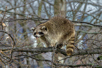 Wild raccoon climbing bare spring branches in urban woodland, Toronto, Canada © Michael Connor Photo