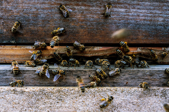 bienen bienenstock
