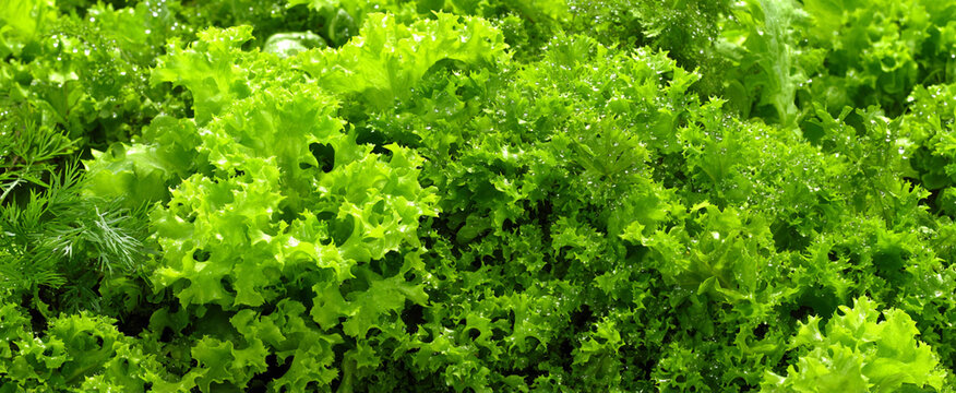 Closeup of Fresh Lettuce (Lactuca sativa) Leaves as a Textured Background. Leafy vegetable farming, fresh produce production, organic healthy food concept.