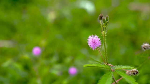 Close up macro of a pink Sensitive Plant (Mimosa pudica) flower. Fluffy purple wildflower head with green buds and bokeh background.