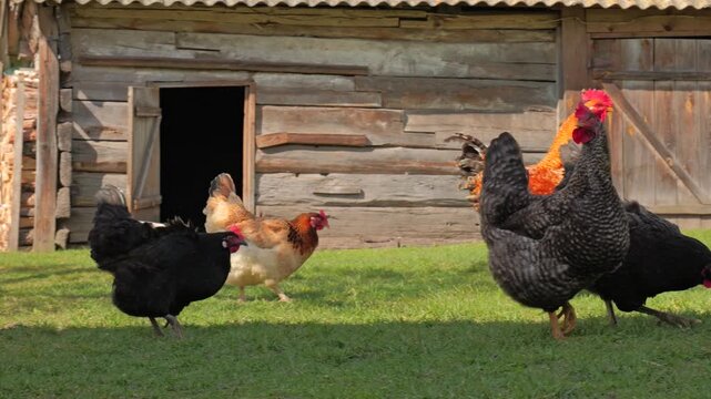 Flock of diverse domestic chickens and a rooster foraging in front of an old wooden barn.