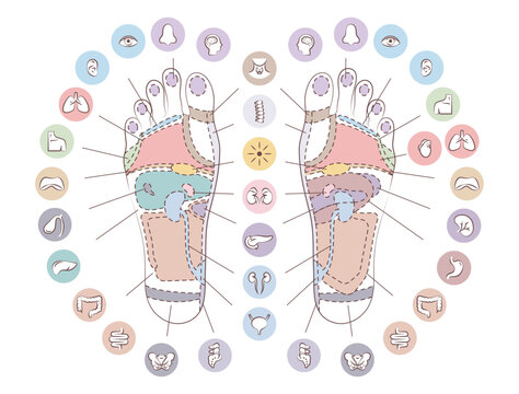 Foot reflexology chart with organ zones