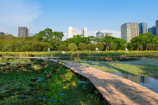 Vachirabenjatas Suan Rot Fai Park. This natural landmark in the heart of the city is a favorite among tourists and travelers, with colorful sunflowers garden in the foreground and modern skyline.