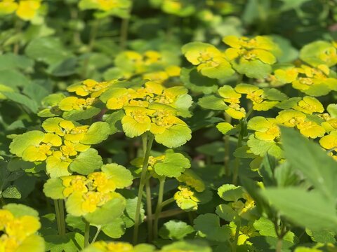 Macro shot of golden saxifrage (Chrysosplenium alternifolium) blooming in a spring forest. Fresh green leaves and small yellow flowers on a sunny day. Nature awakening concept.