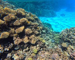 Fototapeta premium Underwater coral reef on Red sea. Egypt. Tropical sea underwater fishes on reef. Aquarium oceanarium wildlife colorful marine panorama landscape nature snorkel diving ocean sea snorkeling coral fish