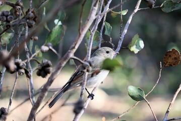 Obraz premium Female Golden Whistler (Pachycephala pectoralis) perched in eucalypt, South Australia