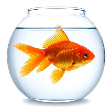 A vibrant, orange goldfish swims gracefully inside a clear, spherical glass bowl filled with clean water, isolated against white