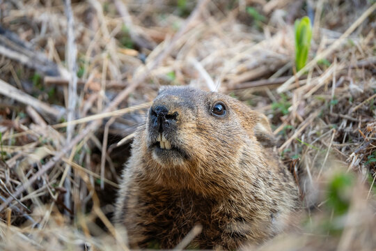 Groundhog (Marmota monax) peeks out of his burrow, looking at camera in spring