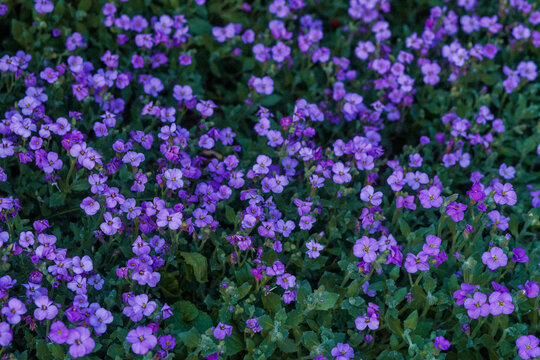 Purple aubrieta flowers blooming low ground cover spring floral background Aubrieta deltoidea