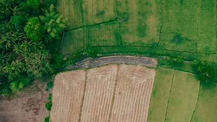 Top Down Aerial View of Rice Paddies and Farmland in Siniloan Laguna, Zen Abstract Pattern of Agriculture Fields with Green Crops beside Harvested Soil © Gids Stories
