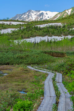 長野県小谷村 栂池自然園から望む北アルプスと残雪の絶景