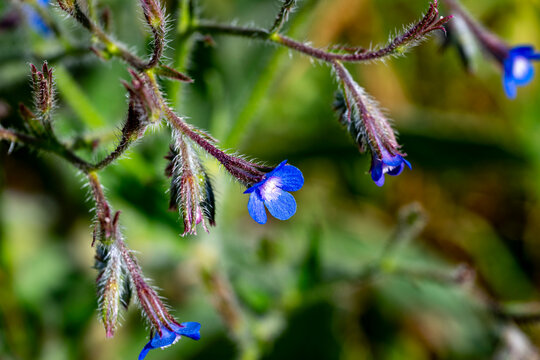 Anchusa azurea is a species of flowering plant in the family Boraginaceae, known by the common names garden anchusa and Italian bugloss. This bristly herbaceous perennial may reach 1.5 m tall and 60 c