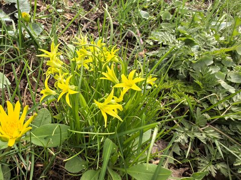Small yellow flowers of Gagea lutea, known as Yellow Star-of-Bethlehem, blooming in a green spring meadow. Close-up of wild primrose in the grass on a sunny day.