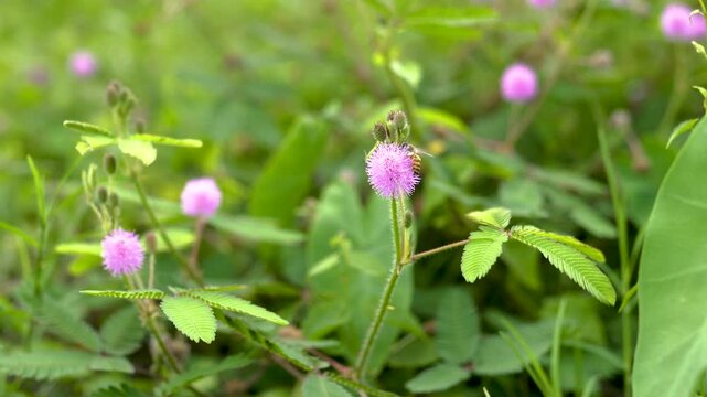 Close up macro of a pink Sensitive Plant (Mimosa pudica) flower. Fluffy purple wildflower head with green buds and bokeh background.