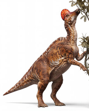 Corythosaurus casuarius feeding on high vegetation isolated on white background, detailed reconstruction showing browsing behavior and upright hadrosaur posture.
