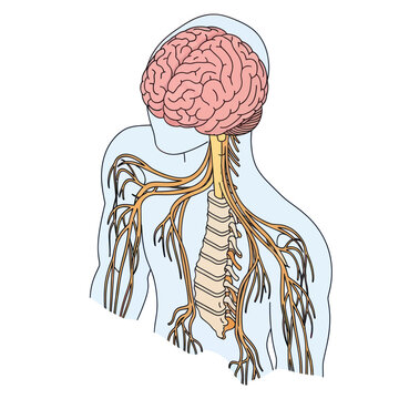 Human Nervous System Anatomy Illustration Detail.