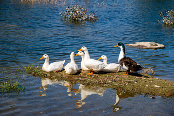 Fototapeta premium The Pekin or White Pekin is an American breed of domestic duck, raised primarily for meat. It derives from birds brought to the United States from China in the nineteenth century, and is now bred in m