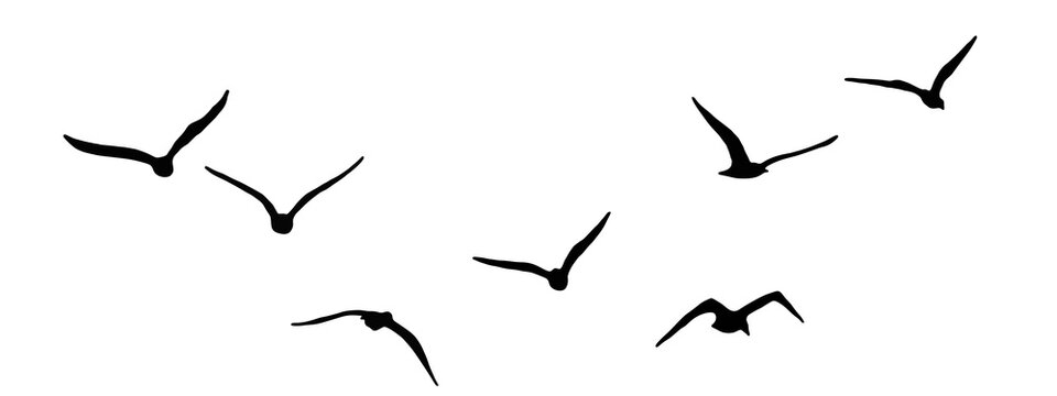 flock of duck birds flying on clear background png. flock of bird's silhouette isolated on transparent clear background png. png flock of bird's silhouette vector illustration of a flying bird