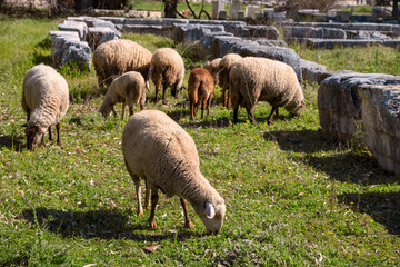 Obraz premium The Rouge du Roussillon is an endangered breed of sheep from southern France. It is primarily raised in the French Mediterranean countryside for lamb meat. The American Tunis or Tunis is an endangered