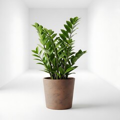 Fototapeta premium ZZ Plant in Brown Pot on White Background.