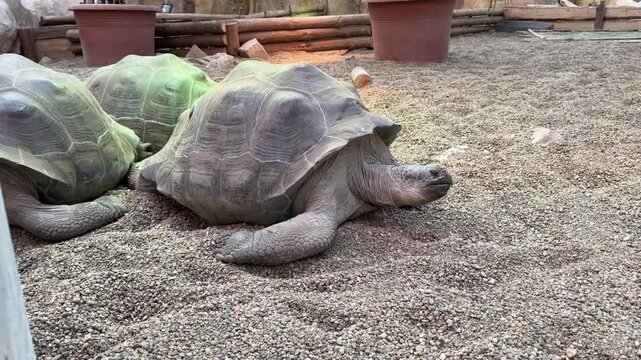 A group of giant Aldabra tortoises resting and slowly moving on a rocky ground in a natural habitat park enclosure.T