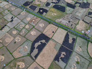 Fototapeta premium Aerial Top View of Patchwork Rice Fields with Burnt Stubble After Harvest.