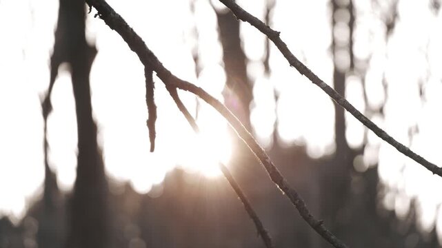 太陽を背景に冬枯れの森の木々のシルエット