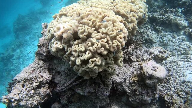 Brain coral is a common name given to various corals in the families Mussidae and Merulinidae, so called due to their generally spheroid shape and grooved surface which resembles a brain. 