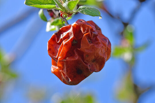 rotten apple on a tree in spring