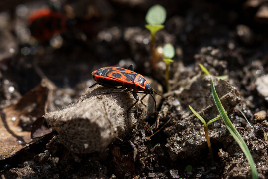Firebug (Pyrrhocoris apterus) perches on a mossy rock amidst early spring soil, emerging seedlings, and decaying leaf litter under dappled sunlight
