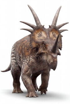 Styracosaurus albertensis walking toward camera isolated on white background, detailed reconstruction showing forward motion, balance and distinctive ceratopsian features.
