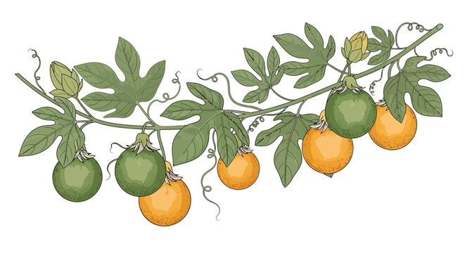Oranges hanging from a tree branch.