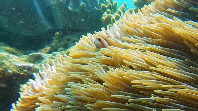 Underwater footage of pink skunk clownfish Amphiprion perideraion in sea anemone near Nha Trang Vietnam. Tropical reef marine life, symbiosis and natural habitat.