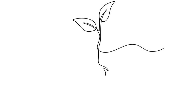 Plant growth one line drawing 4K Animation Video smooth loop eco natural concept
