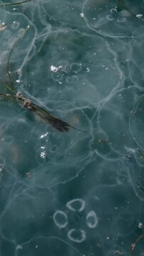 Close-up from above of huge, pulsating mass of translucent jellies drifting beneath surface illuminated by sunglare. Many Moon jellyfish floating with current just beneath sea surface inder sunshine