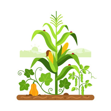 Farm plants: corn, squash, beans, ladybugs, sunrise, vector illustration