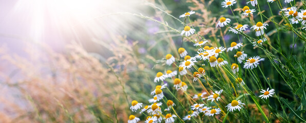 Wild chamomile flowers in warm sunlight on green meadow with blurred background summer natural floral scene
