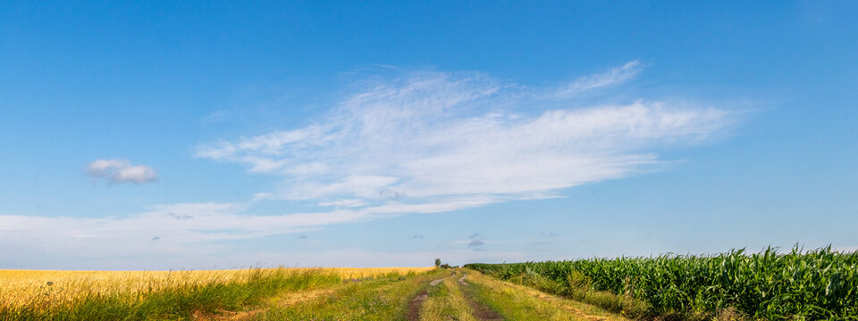 Long field road between wheat field and green crops under clear blue sky with clouds summer agricultural landscape with perspective