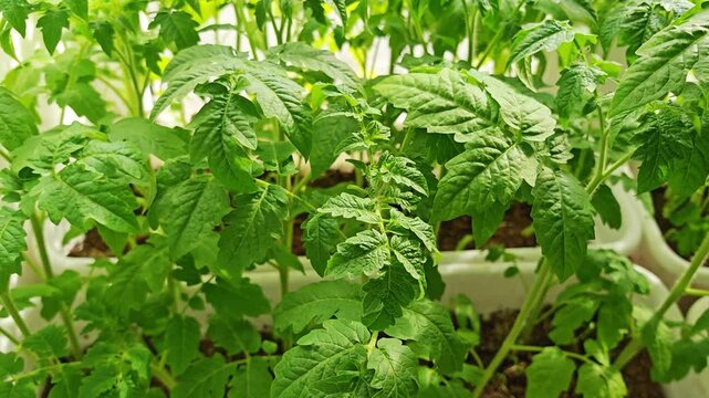 Lush green tomato seedlings growing in a greenhouse or indoor setup. healthy vegetation, spring growth, agriculture.