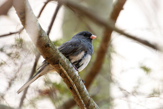 dark-eyed junco with pink beak in the spring closeup