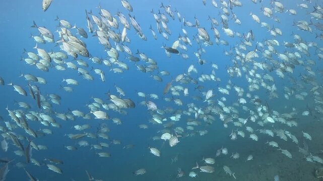 School of Bigeye Trevally (Caranx sexfasciatus), 4K UHD footage, Tulamben Bali Indonesia. Natural synchronized behavior in reef ecosystem, marine biodiversity, open water copy space.
