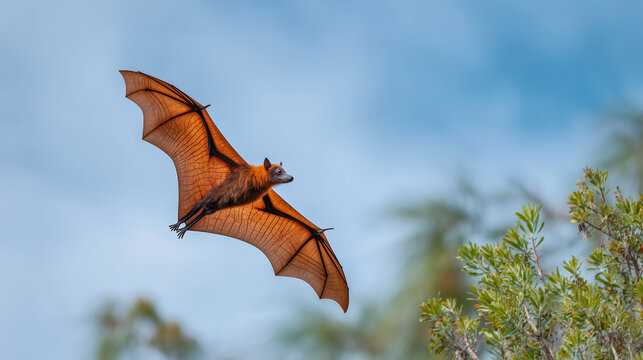 Fruit bat flying in sky during daytime. Large wings extended showing membrane detail. Blue sky and green tree tops background.