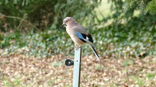 Eurasian Jay (Garrulus glandarius) perched on a pole in Zurich, Switzerland