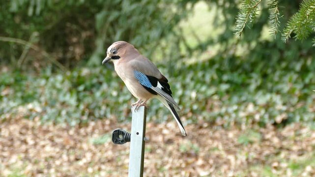 Eurasian Jay (Garrulus glandarius) perched on a pole in Zurich, Switzerland