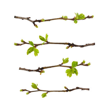 Set of spring twigs with buds and fresh green leaves isolated on white or transparent background