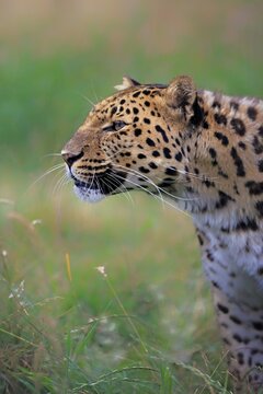 Amur Leopard (Panthera pardus orientalis), adult, native to Asia, captive, England, United Kingdom
